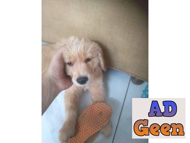 used Golden retriever male and female puppy for sale 